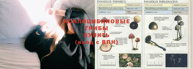 Галлюциногенные грибы Psilocybine cubensis  дарнет шоп  Кизляр 